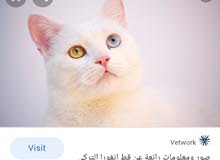 قطط فحل ونثية قطط فحل ونثية