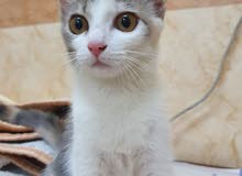 persian calico cat. persian calico cat.