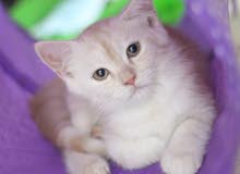 Kitten Scottish Straight Mix Kitten Kitten Scottish Straight Mix Kitten