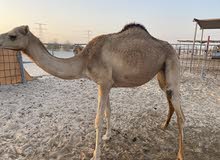 بكره محليه بكره محليه