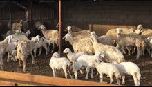 اضاحي العيد اضاحي العيد