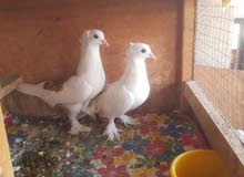 fancy pigeons fancy pigeons