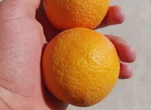 برتقال بطعمة الليمون للبيع