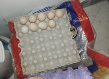 عظم عربي عظم عربي