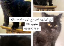 قطط للبيع قطط للبيع