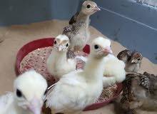 فروخ طاووس peacocks chicks فروخ طاووس peacocks chicks