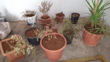 مجموعة قوارات زريعه عدد 10 مجموعة قوارات زريعه عدد 10
