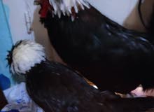 دجاج زينه دجاج زينه