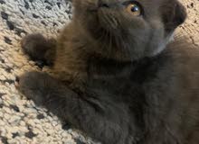 قطة سكوتش بيور فولد انثى العمر شهرين