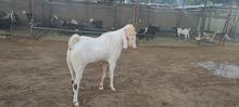 sheep / goats for sale wholesale price sheep / goats for sale wholesale price