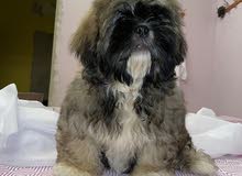 Shih Tzu puppies for sale Shih Tzu puppies for sale