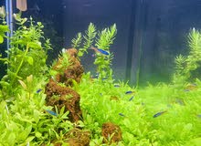 planter aquarium planter aquarium