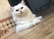 قط هملايا عمر سبة اشهر قط هملايا عمر سبة اشهر