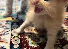 persian kitten persian kitten