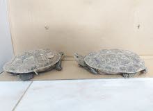 نموذج البيع النوع:Caspian turtle نموذج البيع النوع:Caspian turtle
