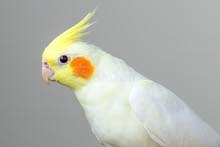 cockatiel cockatiel