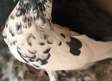 زوج تور زوج تور