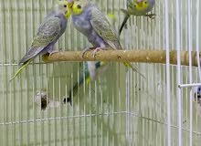 4 طيور حب ريمبو