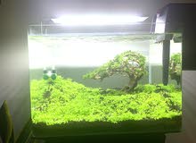 Bonsai Aquascape Bonsai Aquascape