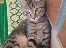قطه عمانية عجيبه