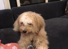 very cute dog very cute dog