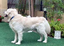 English Cream Golden Retriever for mating only English Cream Golden Retriever for mating only