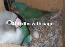 Love bird breeding pair with cage
