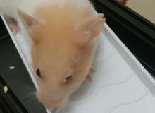 hamster on sale hamster on sale