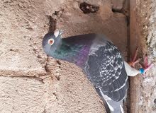 سلام عليكم زواجل للبيع سلام عليكم زواجل للبيع