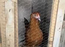 جاج بلدي ديك 2 جاج بلدي 2