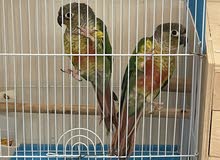 yellow sided Conure pair زوج كنيور يلو سايديد