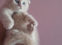 Scottish fold Scottish fold