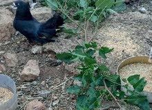 ثلاث حبات هزاز وطيره بالوني