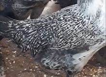 بيض فيومي بيض فيومي