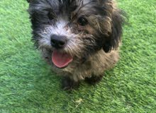 maltipoo puppy maltipoo puppy