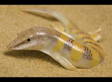 sand fish sand fish