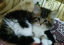 pure persian cheap price offer for only one day pure persian cheap price offer for only one day