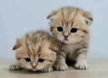 8000dhs each fixed scottish fold with pedigree 8000dhs each fixed scottish fold with pedigree