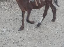 جاعده عمانيه جاعده عمانيه