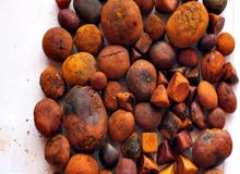 Gallstone ox and cow Gallstone ox and cow