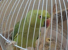 green parrot