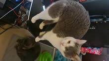 two cats one mix one scotish age one year for adoption very beautiful and charming