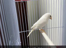 كناري سوري كناري سوري