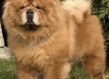 chow chow FEMALE PURE BREED for SALE 8500 chow chow FEMALE PURE BREED for SALE 8500
