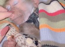 قرد عمره 3اشهر ونص لعوب ومرح قرد عمره 3اشهر ونص لعوب ومرح