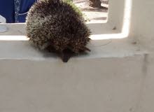 pet hedgehog.. pet hedgehog..
