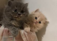 Cats For Adoption Himalayan Persian Cat Lowest Prices In Dubai