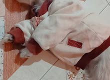 جلب تيرتير لبيع العمر 3 اشهر جلب تيرتير لبيع العمر 3 اشهر
