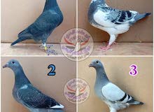 حمام وق زواجل