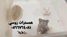 همسترات ( سوري& روسي) للبيع همسترات ( سوري& روسي) للبيع